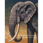 (image for) Elephant Portrait